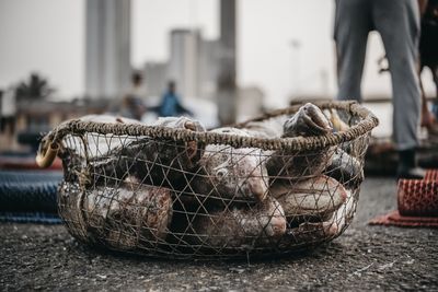 Close-up of fish in basket on pier