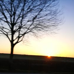 Silhouette tree on field against sky at sunset