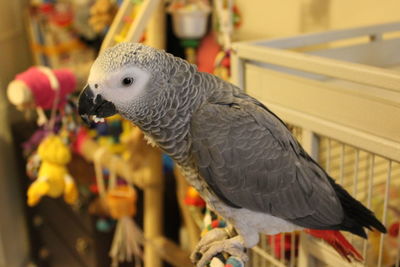 Close-up of parrot in cage