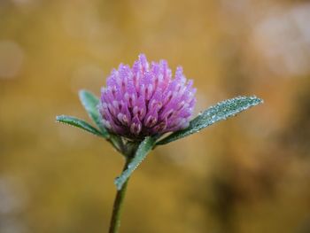 Close-up of purple flowers