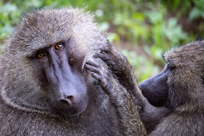 Close-up of monkey looking away