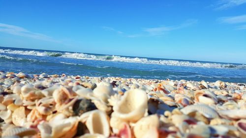 Seashells at beach against sky