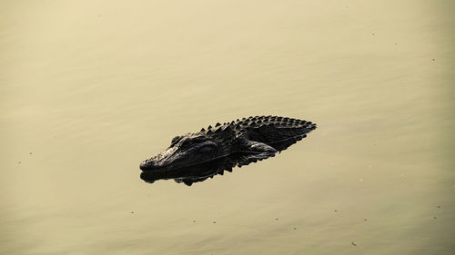 High angle view of bird swimming in lake