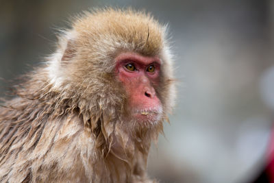 Close-up of monkey looking away during winter