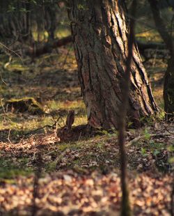 View of a tree trunk in the forest