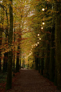 Footpath amidst trees in forest during autumn