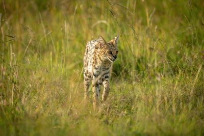 Serval walks through long grass lifting paw