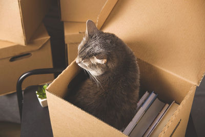 Moving concept with things folded in a box and cat