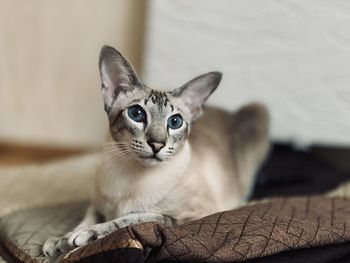 Close-up portrait of a cat