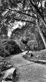 Trees along road