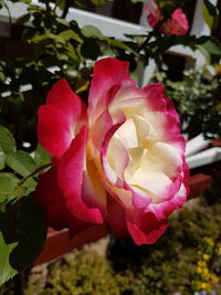 Close-up of pink rose blooming outdoors