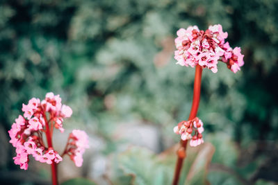 Close-up of pink flowering plant
