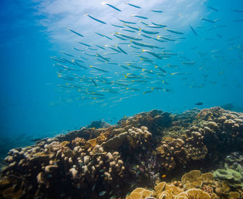 Fish swimming in sea