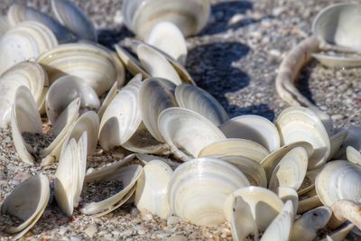 High angle view of shells on beach