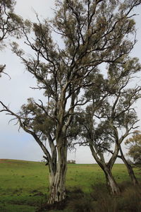 Tree on field against sky