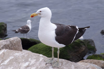 Seagull perching on rock