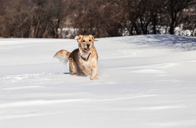 Dog on snow covered tree