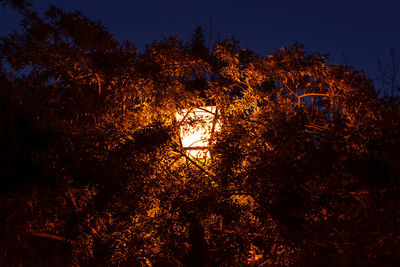 Low angle view of silhouette trees against sky at night