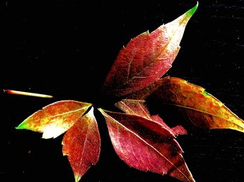 Close-up of leaf