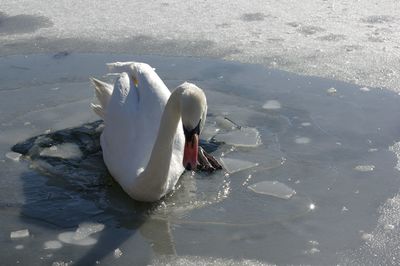 Bird swimming in lake