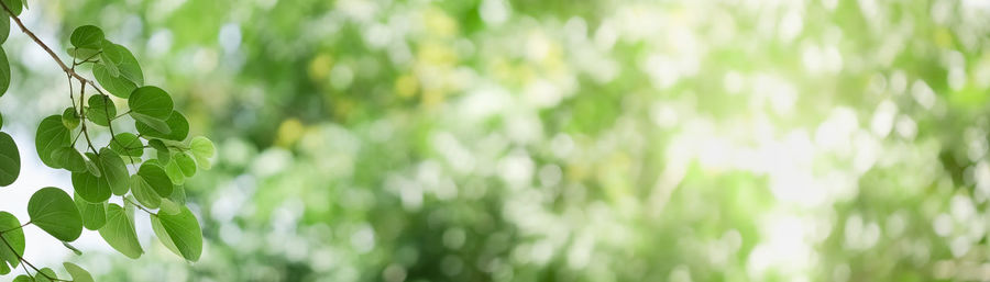 Close-up of fresh green leaves on field