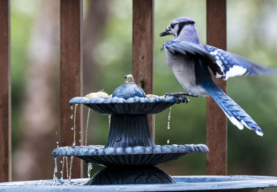 Close-up of bird perching on wooden railing