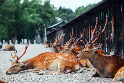 Deer relaxing on ground
