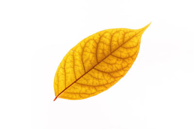 Close-up of yellow leaf against white background