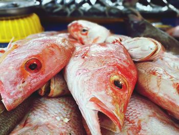 Close-up of fish for sale in market