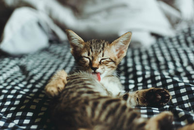 Close-up portrait of a cat