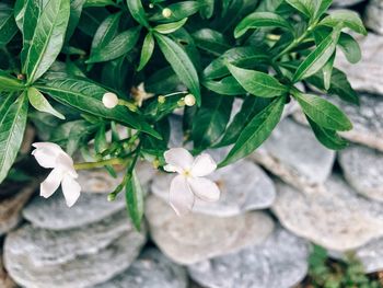 High angle view of white flowers