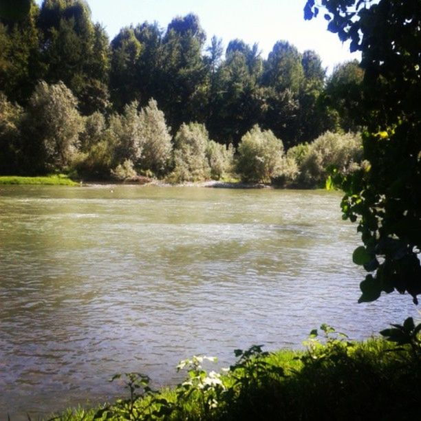 tree, water, growth, tranquility, tranquil scene, beauty in nature, green color, nature, scenics, lake, plant, idyllic, lush foliage, river, day, green, forest, reflection, sky, outdoors