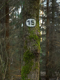 Information sign on tree trunk in forest