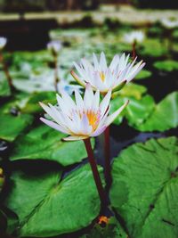 Close-up of lotus water lily