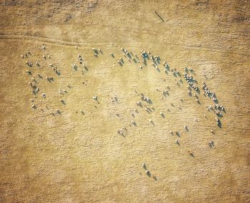 High angle view of starfish on sand