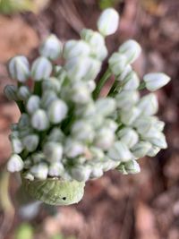 Close-up of white flowering plant