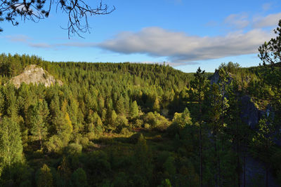 Scenic view of forest against sky