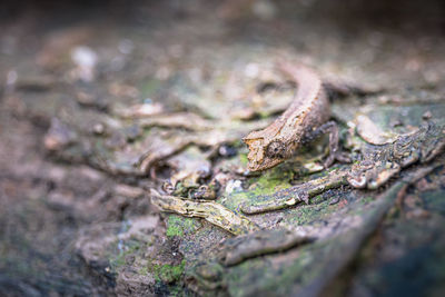 Close-up of mushroom growing on tree trunk