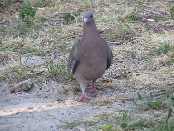 Bird perching on field