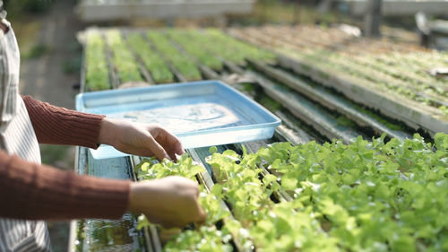 Cropped image of person holding leaf in farm