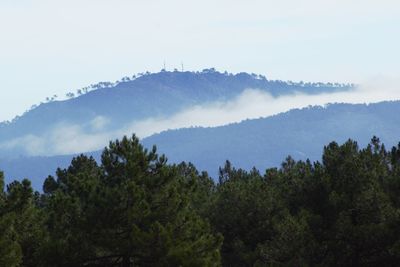 Scenic view of forest against sky