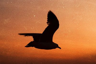 Silhouette bird against sky during sunset