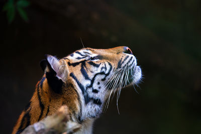 Close-up of a cat looking away