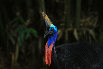 Close-up of a bird looking away