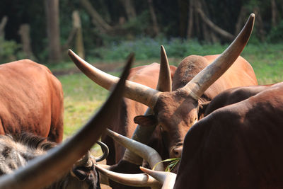 Close-up of bull on field