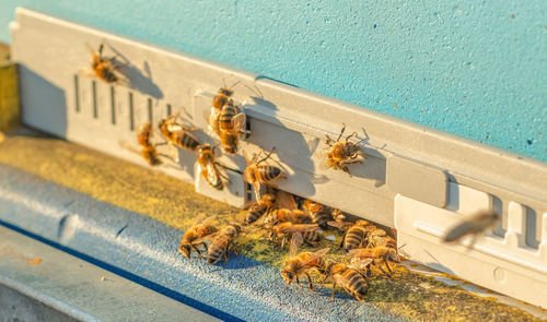 Bees at the entrance to the hive