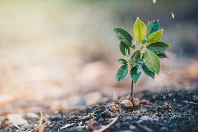 Close-up of small plant growing on field