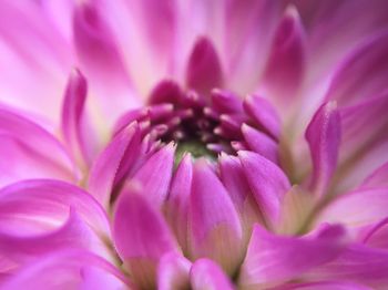 Close-up of pink flower blooming outdoors