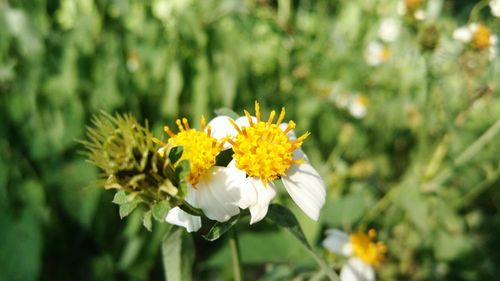 Close-up of yellow flowers blooming outdoors