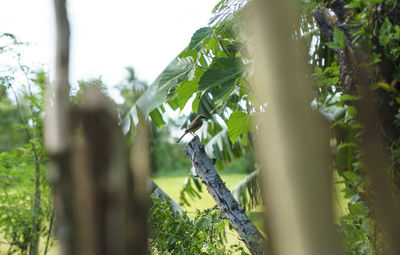 Low angle view of plant growing on tree